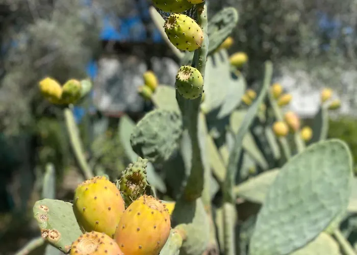 Casa Due Ulivi Дом отдыха *