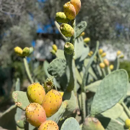 Casa Due Ulivi Villa *